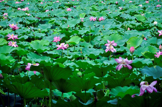 荷花池