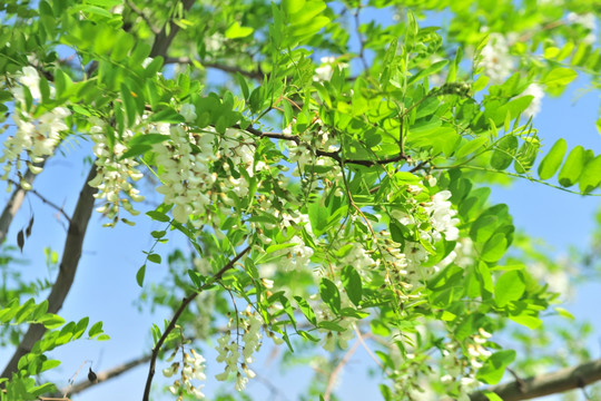 五月槐花