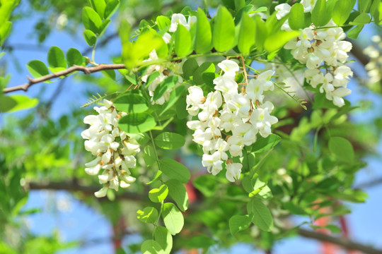 槐花 槐树花