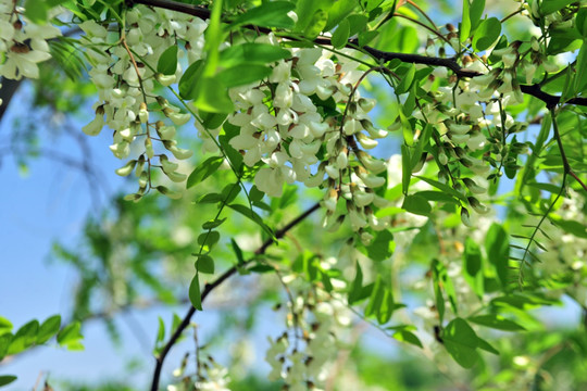 槐花 槐树