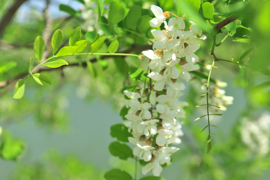 刺槐 槐花