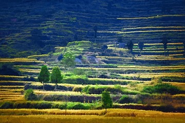 田园油画