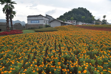 花海