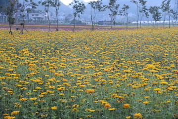 花海