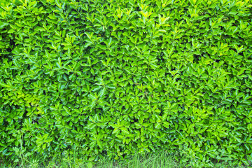 绿树植物背景墙