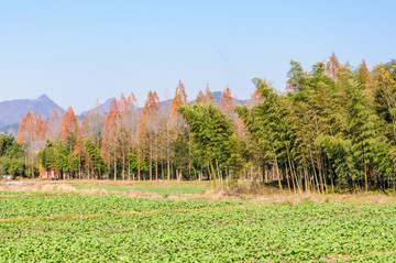 乡村青菜地