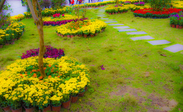 花园 菊花