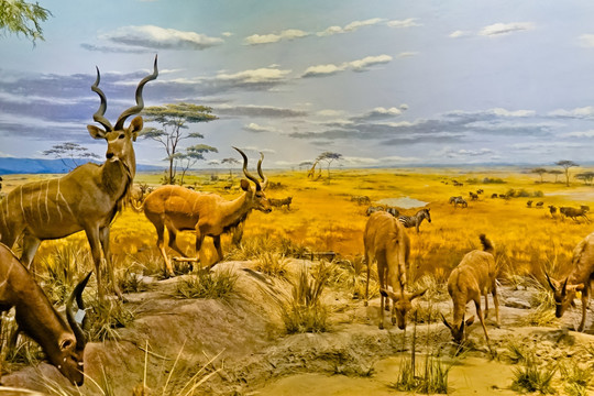 非洲动物 大草原