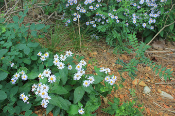 雏菊