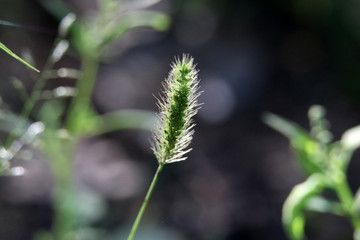 狗尾草