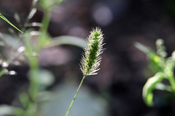 狗尾草