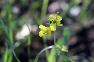 黄色小花