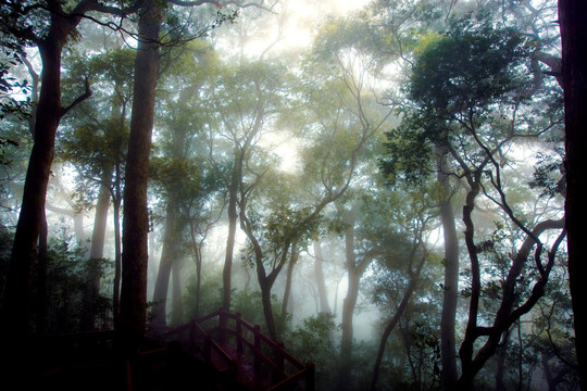 雨林晨雾