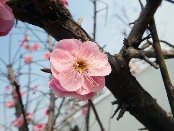 桃花