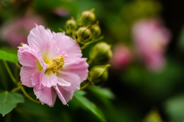 芙蓉花 木芙蓉 特写