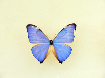 美洲小蓝闪蝶