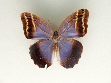 美洲蓝斑猫头鹰环蝶