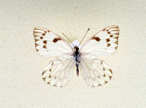 美洲粗斑唇粉蝶