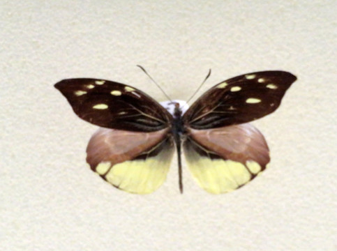 美洲异形粉蝶
