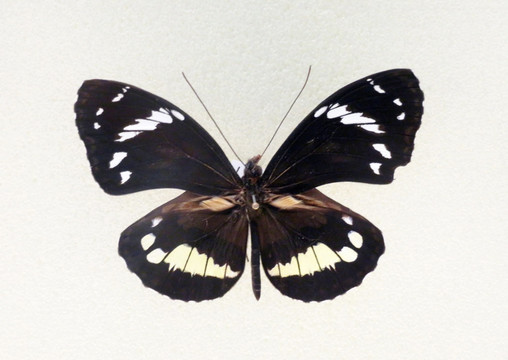 美洲湿地黑绡蝶