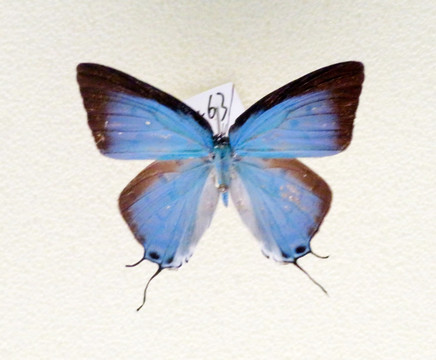 美洲斑伪灰蝶