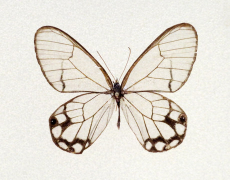 美洲拟晶眼蝶