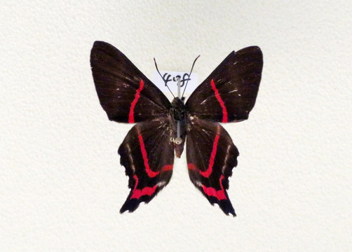 美洲尖曲蚬蝶