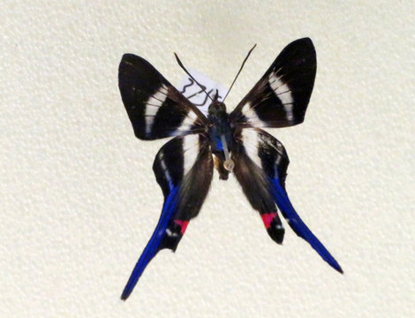 美洲长尾松蚬蝶