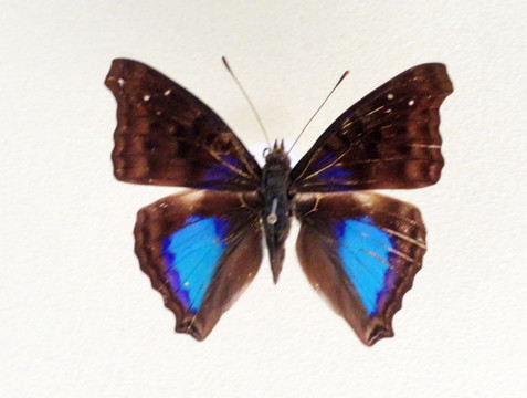 美洲蓝斑荣蛱蝶