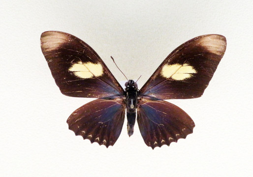 美洲红斑阔凤蝶