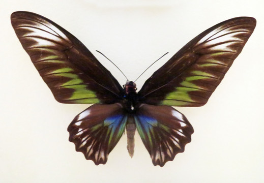 红颈鸟翼凤蝶 马来西亚国蝶