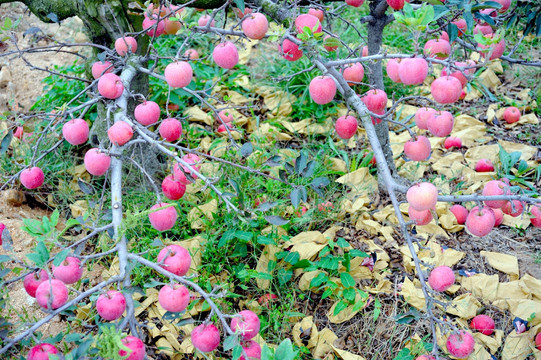 丰收的苹果树