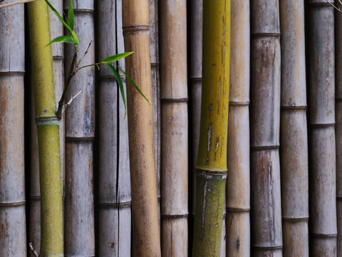 竹排与绿叶