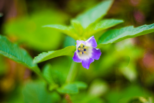灯笼果花