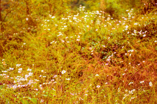 山花 野花