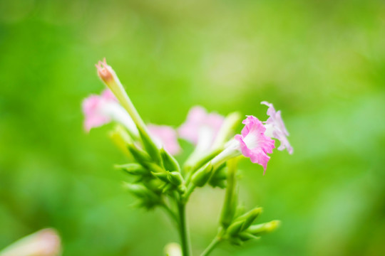 山花 野花