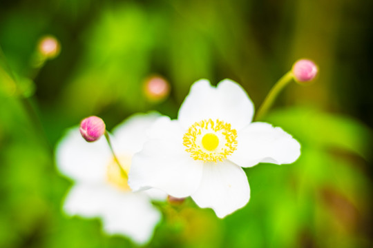 山花 野花