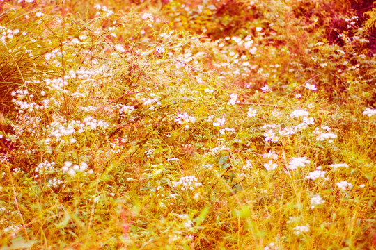 山花 野花