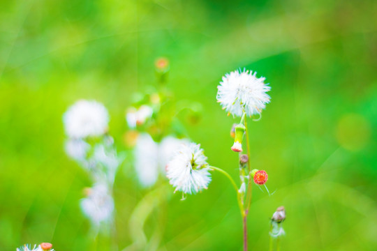 山花 野花