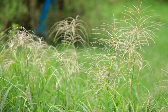 野草特写