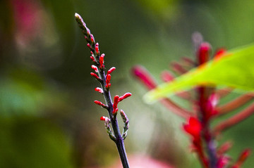 火焰花