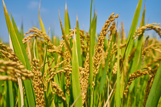 高清水稻 稻田 稻穗