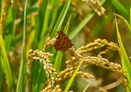 高清水稻 稻穗上的蝴蝶