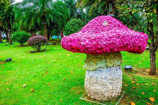 蘑菇 艺术品 玫瑰花