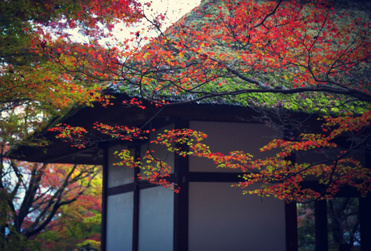 日式建筑 红叶