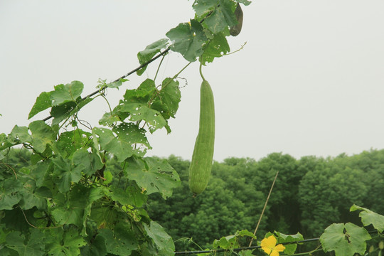 丝瓜 绿色瓜藤 绿色植物