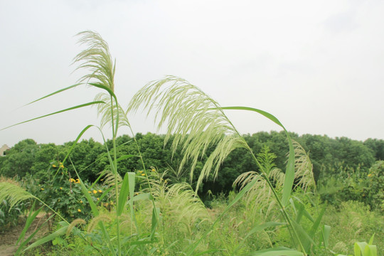 绿色风景 风景