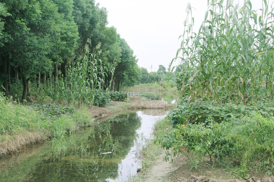 河流 乡间小道 绿色植物