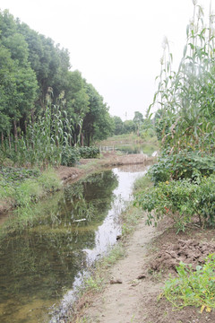 乡间小道 绿色风景