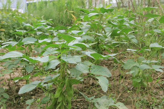 绿色 绿色植物